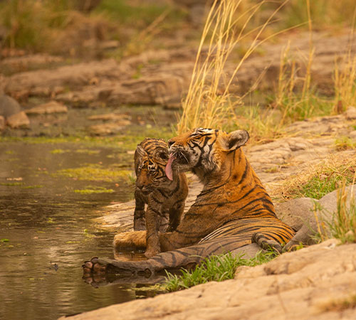 Trip to Panna National park