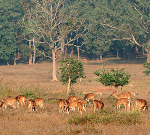 Trip to Kanha National Park