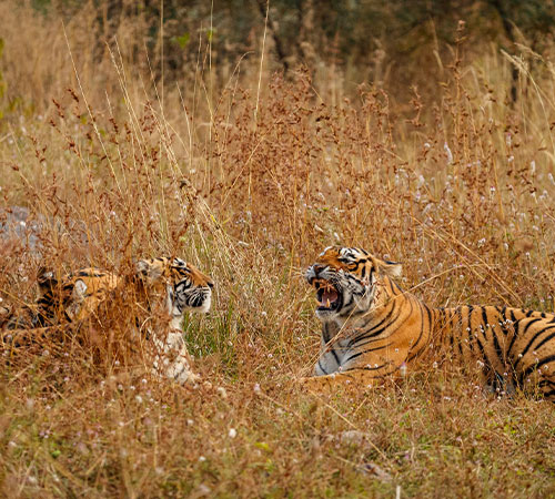 Trip to Bandhavgarh National Park