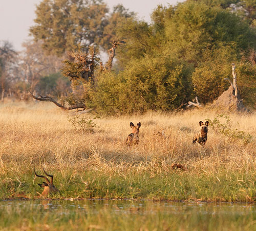 Trip to Pench National Park